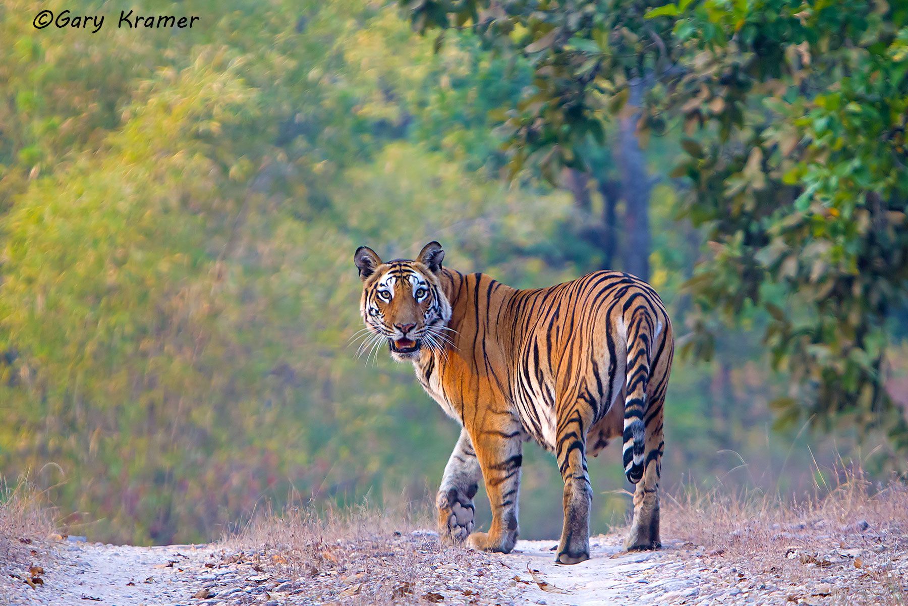 Tiger (Bengal) (Panthera tigrus tigrus) - AMTb#022d.jpg