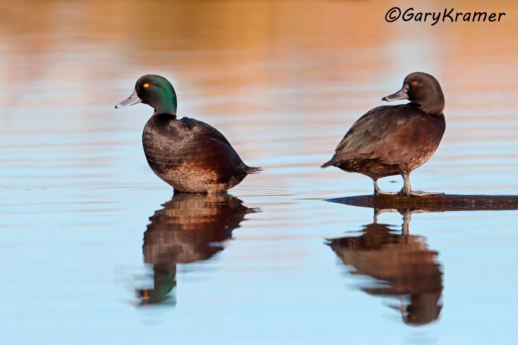 New Zealand Scaup (Aythya novaeseelandiae) New Zealand Scaup (Aythya novaeseelandiae) - OBWSn#184d
