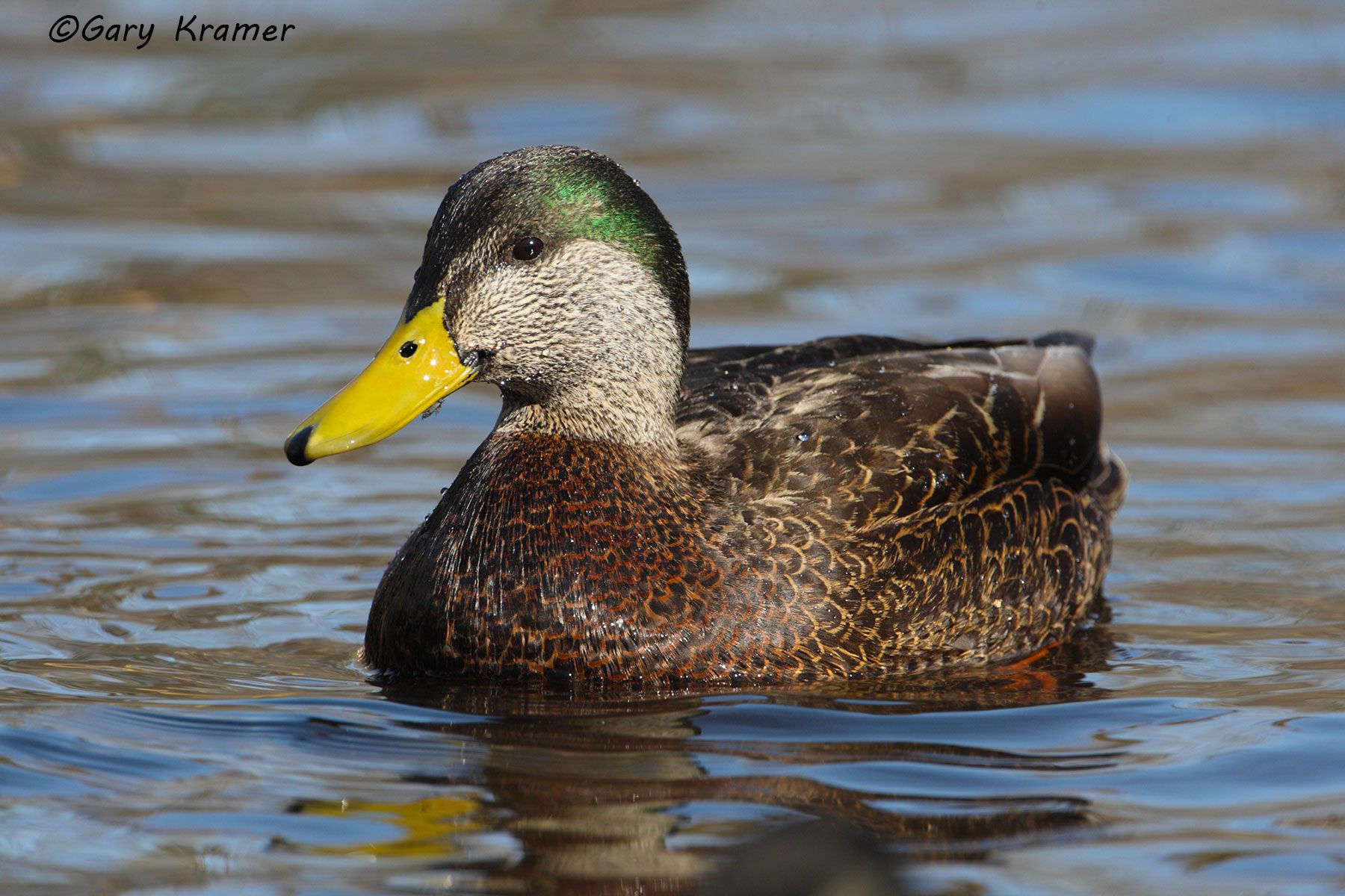 American Black Duck X Mallard HY (Anas rubripes/Anas platyrhynchos) Am Black Duck X Mallard HY (Anas rubripes/platyrhynchos) - NBWBMh#024d