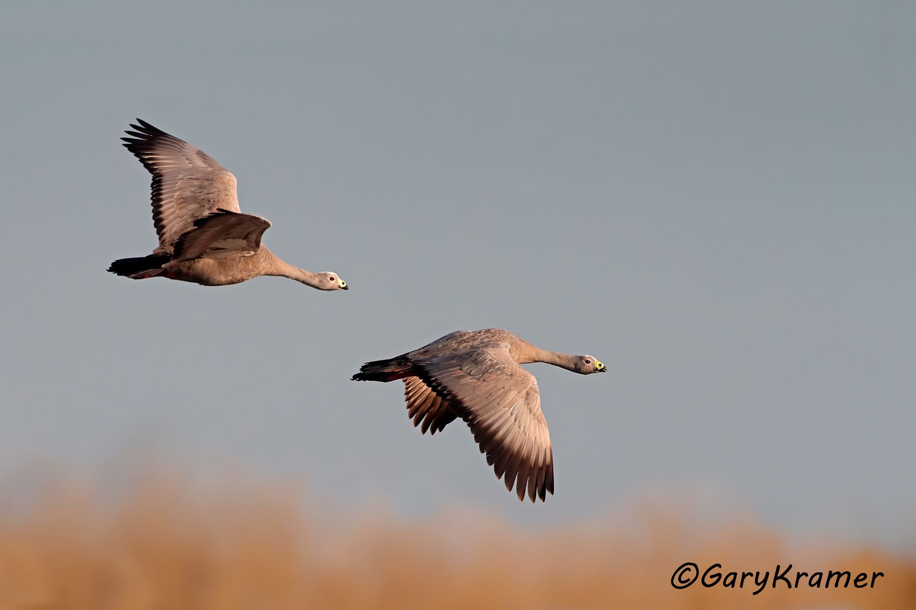 Cape Barren Goose (Cereopsis novaehollandiae)  Cape Barren Goose (Cereopsis novaehollandiae) - OBWG#176d