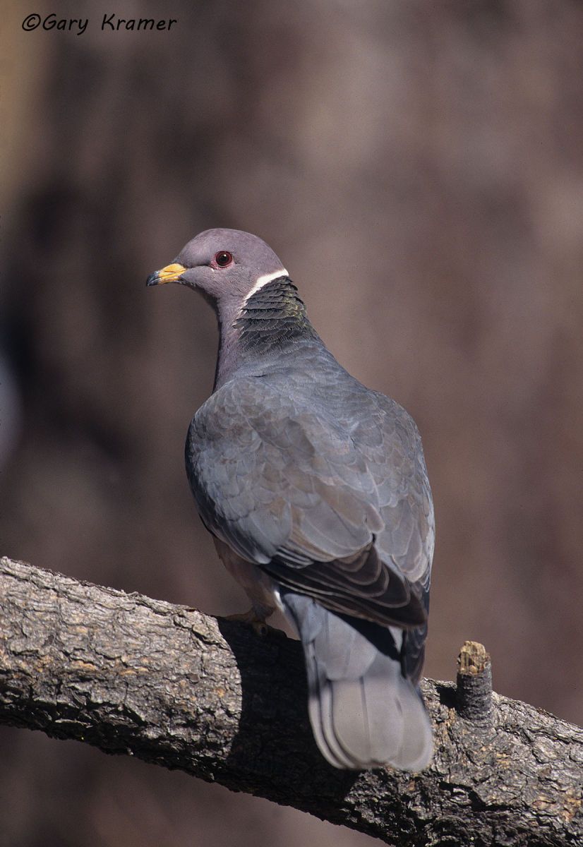 Band-tailed Pigeon (Columba fasciata) - NBPBt#082