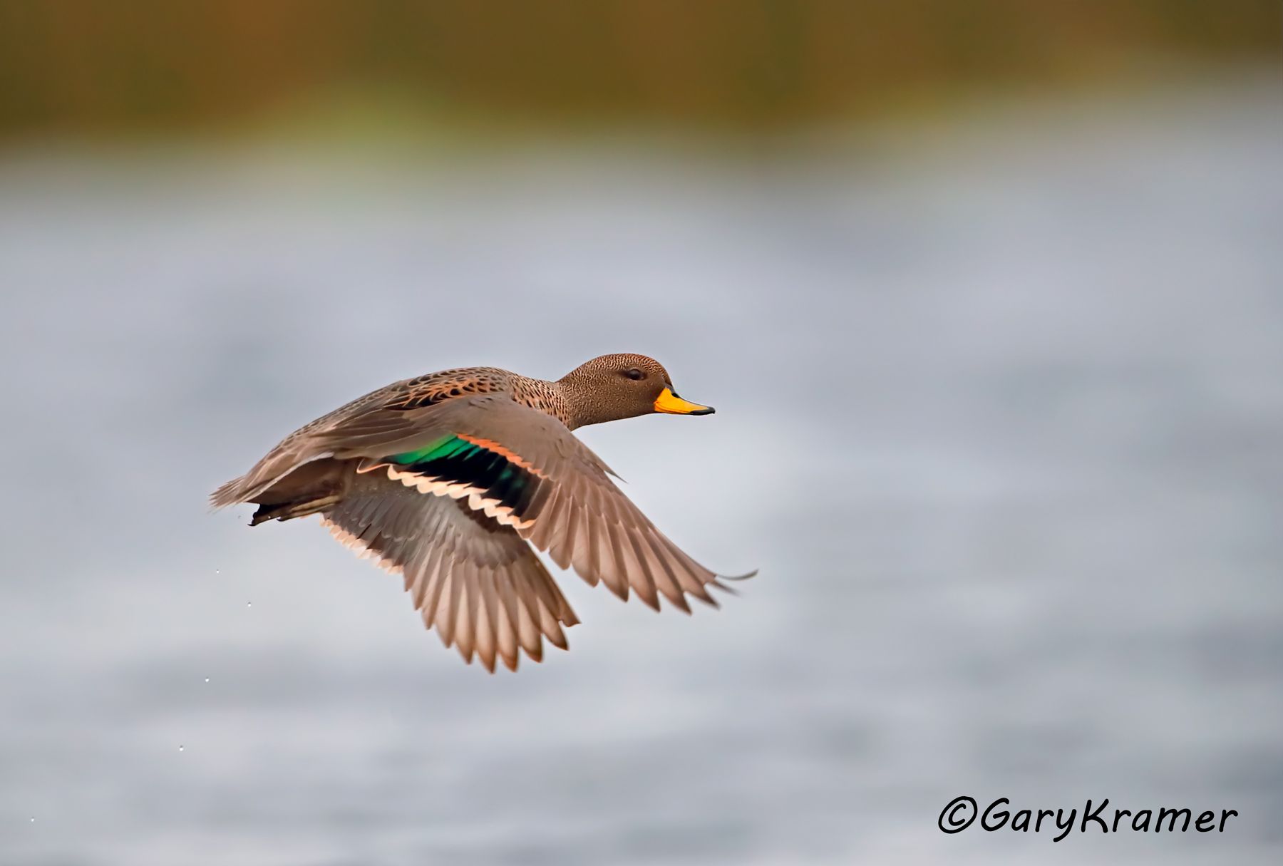 Yellow-billed Teal (Anas flavirostris) - SBWTs#237d (Argentina)