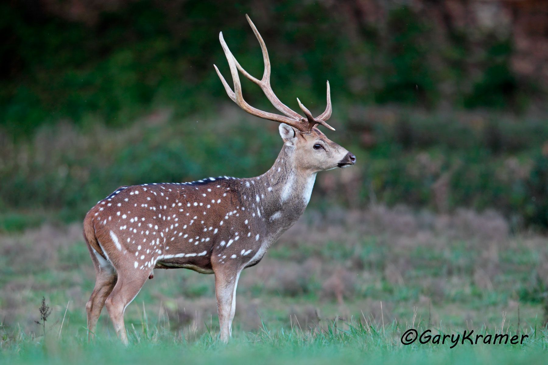 Axis Deer (Chital) (Axis axis) - EMDa#174d