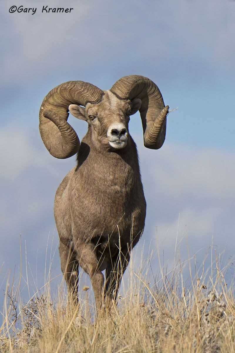 Rocky Mountain Bighorn (Ovis canadensis canadensis) by GaryKramer.net, 530-934-3873, gkramer@cwo.com Rocky Mountain Bighorn (Ovis canadensis canadensis) - NMSBr#660d(2)