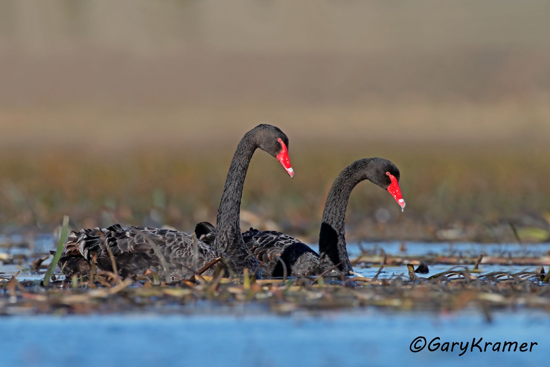 Black Swan (Cygnus atratus)  Black Swan (Cygnus atratus) - OBWSbc#235d