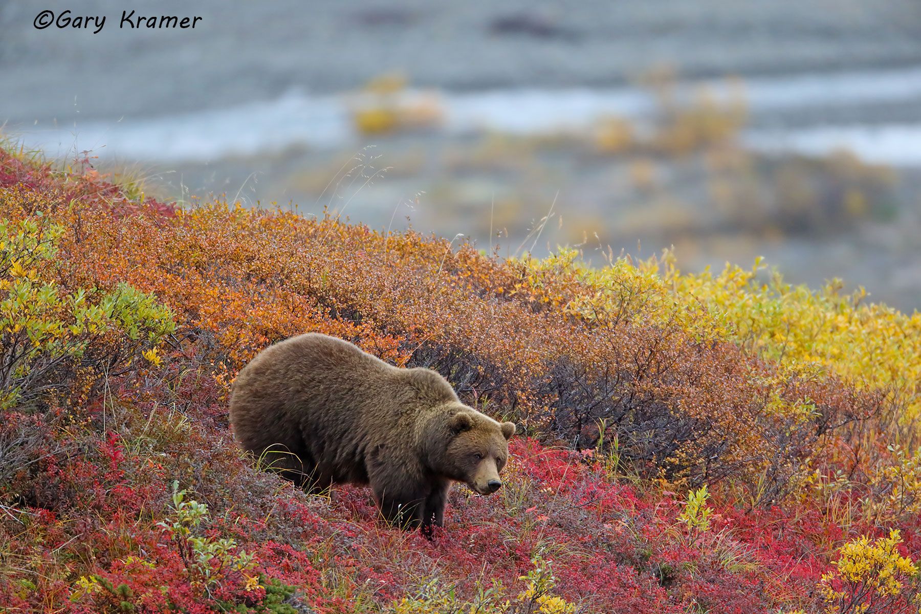 Grizzly Bear (Ursus horribilis) Montana, USA by GaryKramer.net, 530-934-3873 , gkramer@cwo.com Grizzly Bear (Ursus horribilis) - NMBG#238d