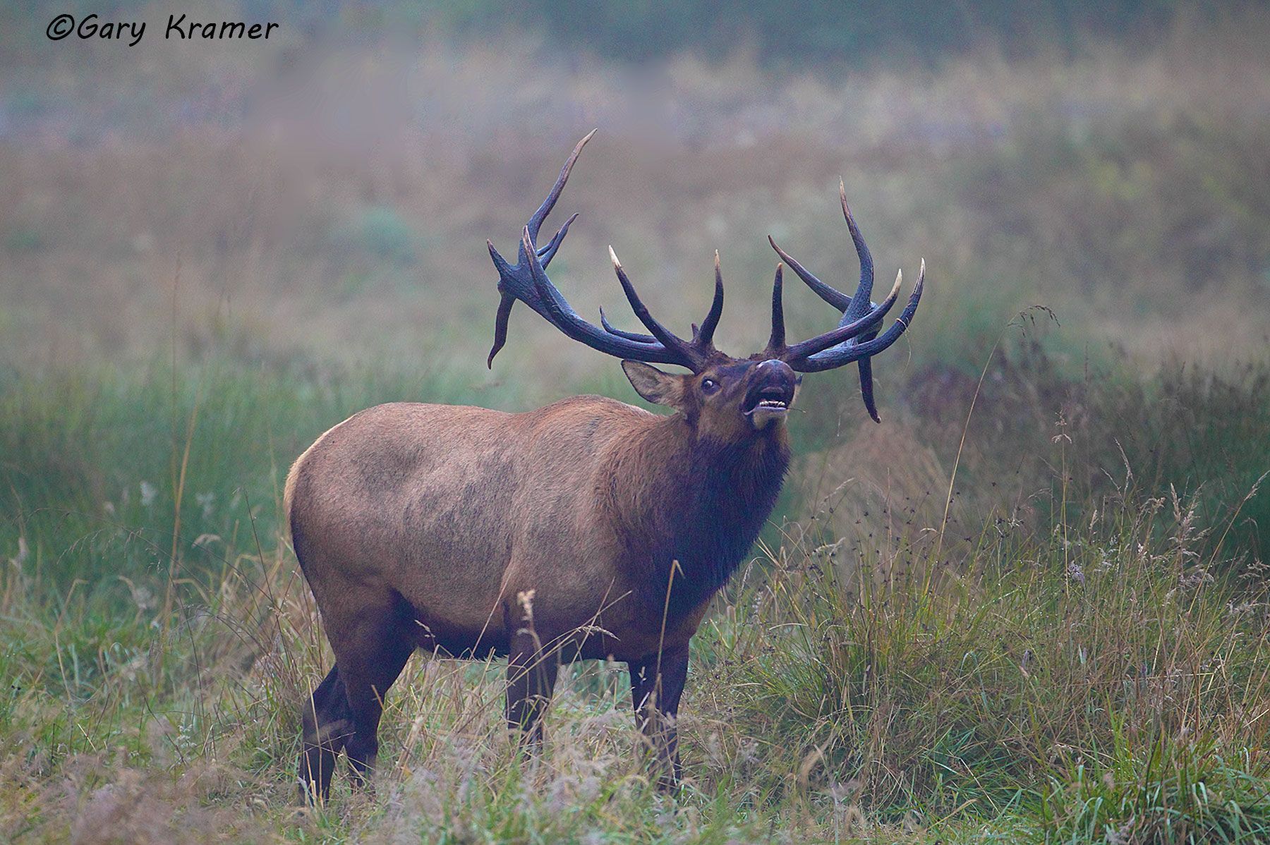 Roosevelt's Elk (Cervus elaphus roosevelti) - NMERo#255d