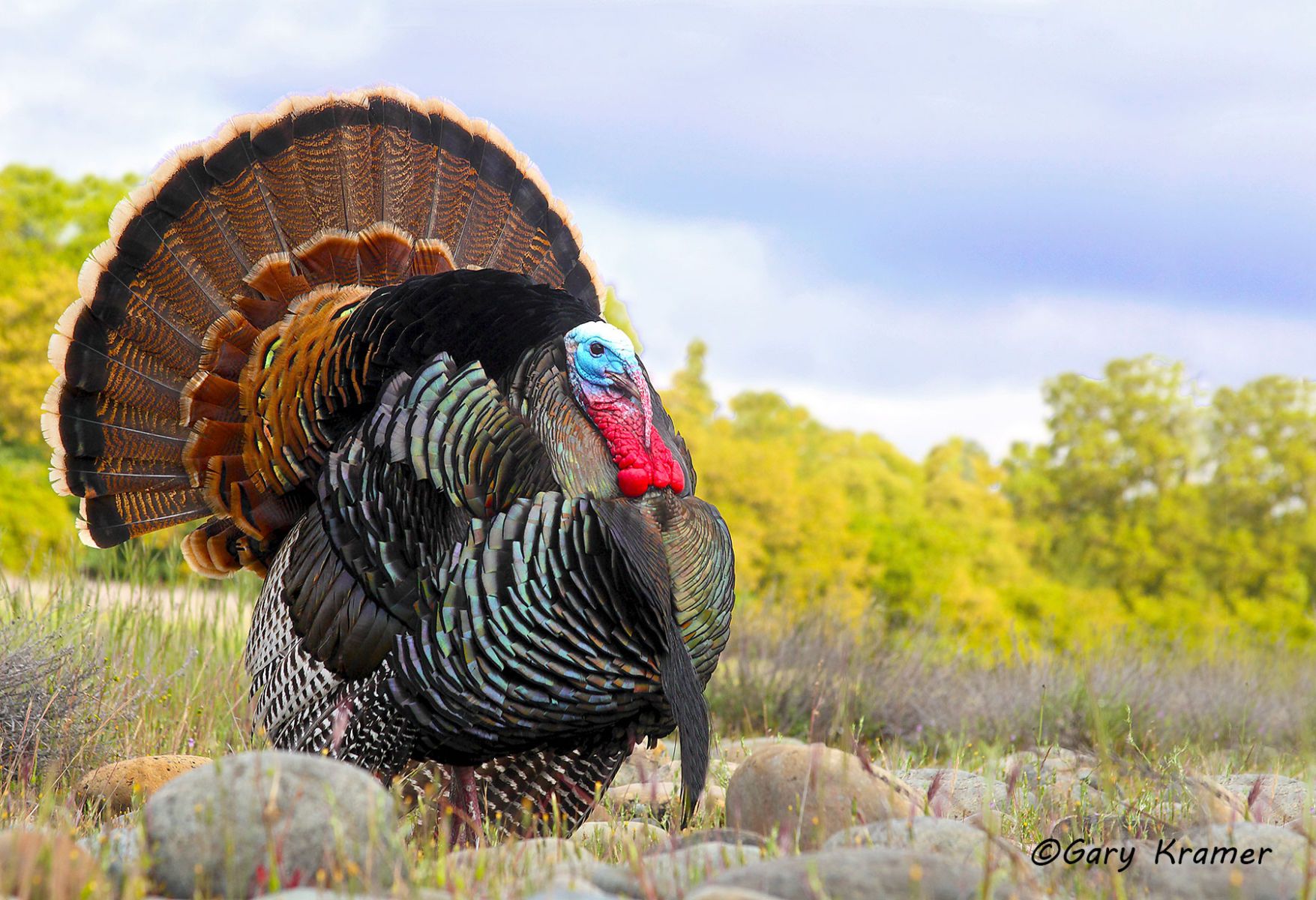 Wild Turkey (Rio Grande) by GaryKramer.net, 530-934-3873, gkramer@cwo.com Wild Turkey (Rio Grande) (Meleagris gallopavo intermedia) - NBGTr#1928d