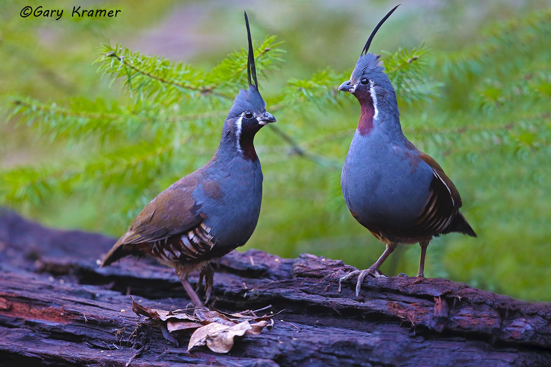 Mountain Quail (Oreortys pictus) Mountain Quail (Oreortyx pictus) = NBGQm#173d