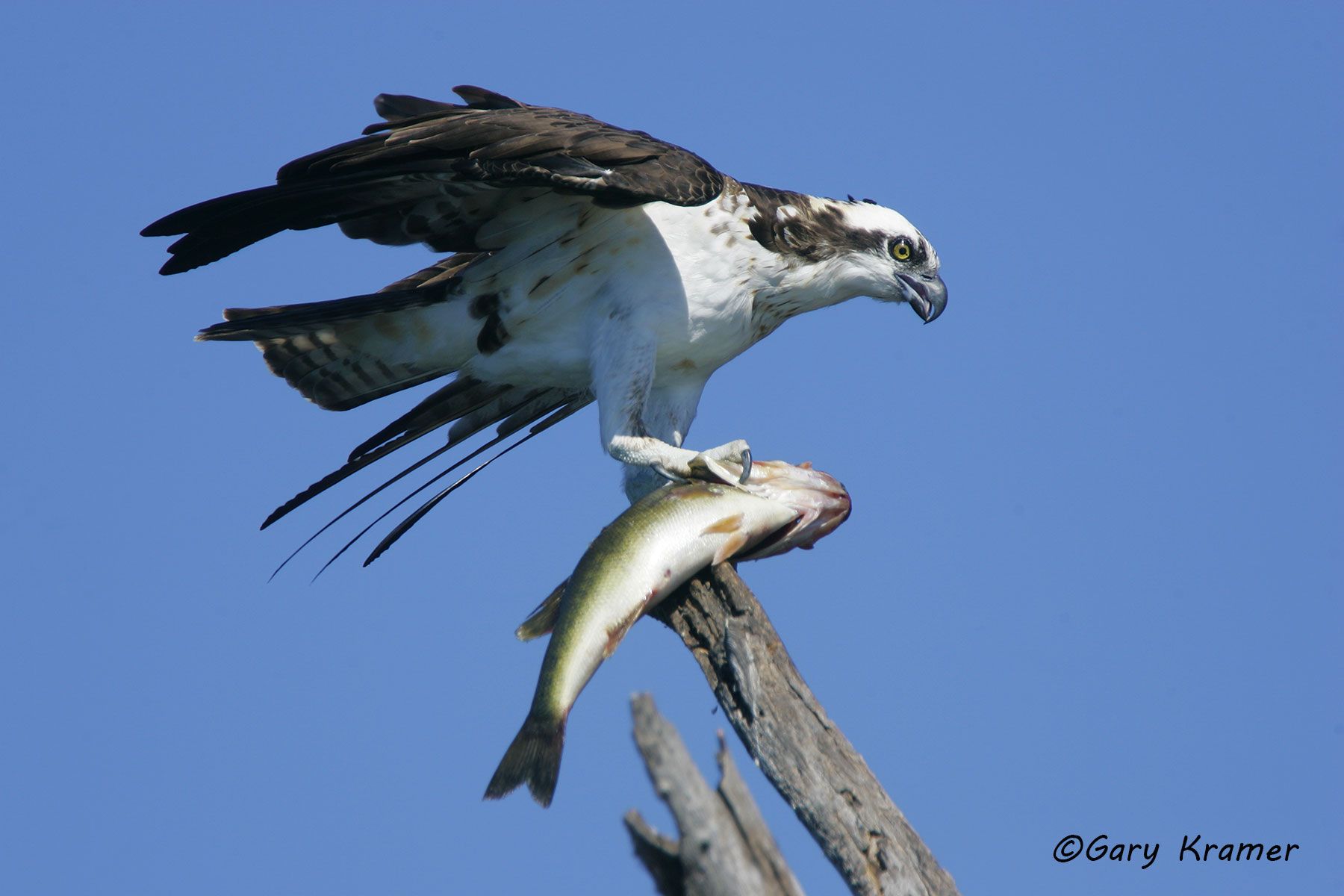 Osprey (Pandion haliaetus) - NBHO#048d