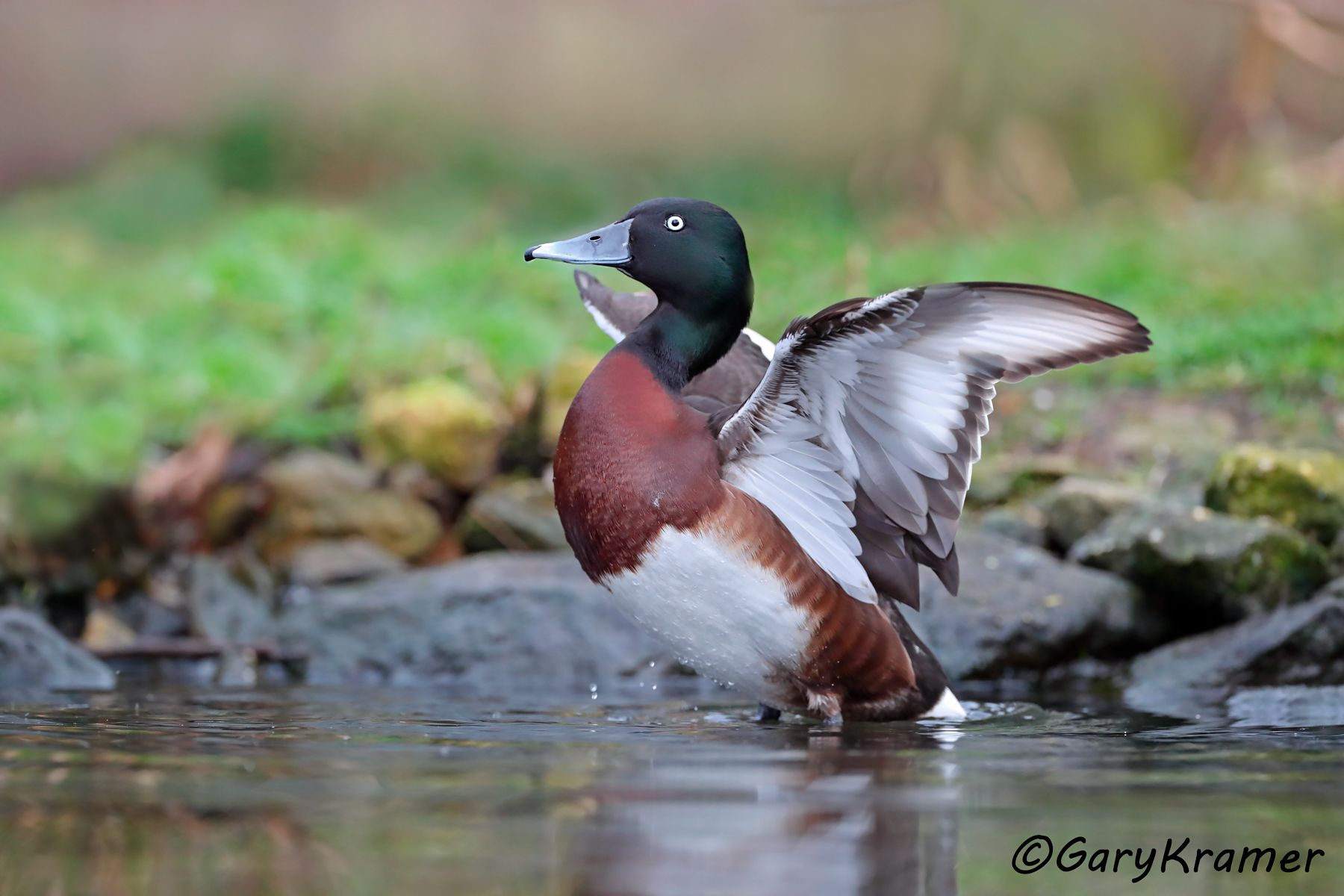 Baer's Pochard (Aythya baeri)  Baer's Pochard (Aythya baeri) - EBWB#078d