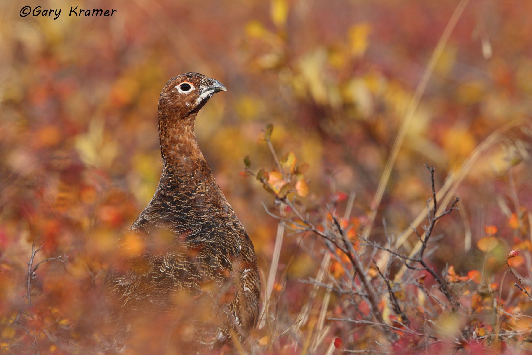 Willow Ptarmigan (summer-fall) (Lagopus lagopus) - NBGPw#231d