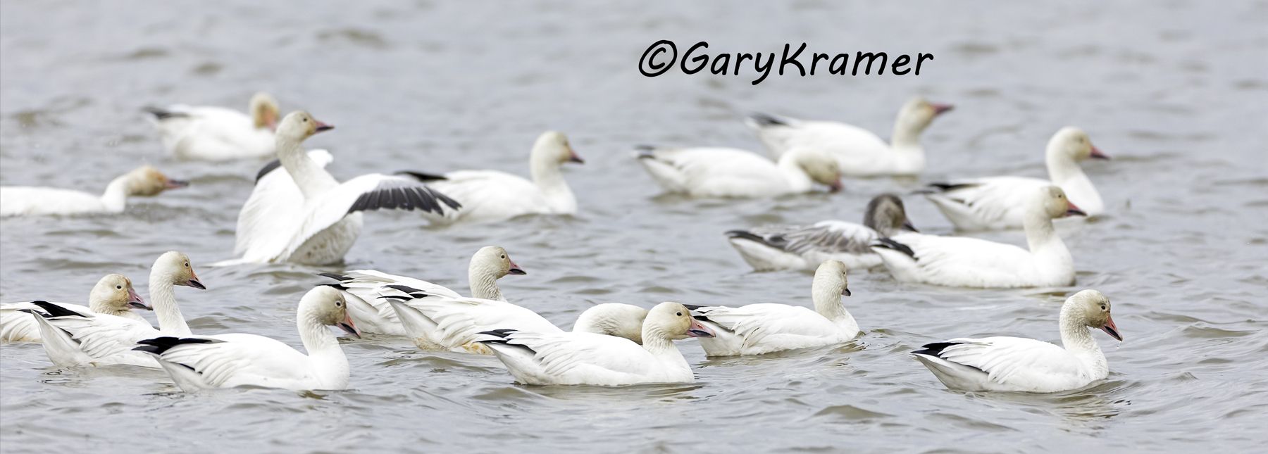 Greater Snow Goose (Chen caerulescens atlantica) - NBWSa#391d(P)