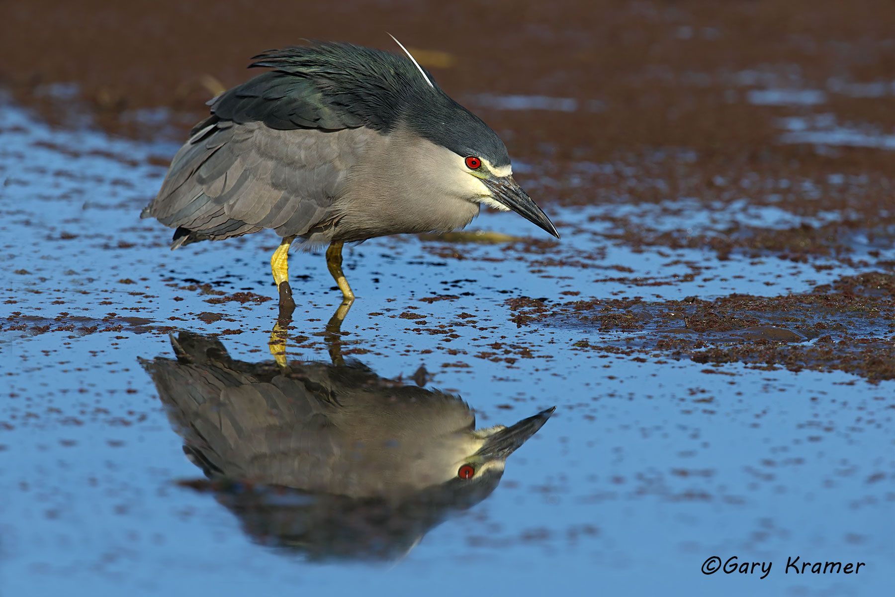 Black-crowned Night Heron (Nycticorax nycticorax) Black-crowned Night Heron (Nycticorax nycticorax) - NBHBc#149d