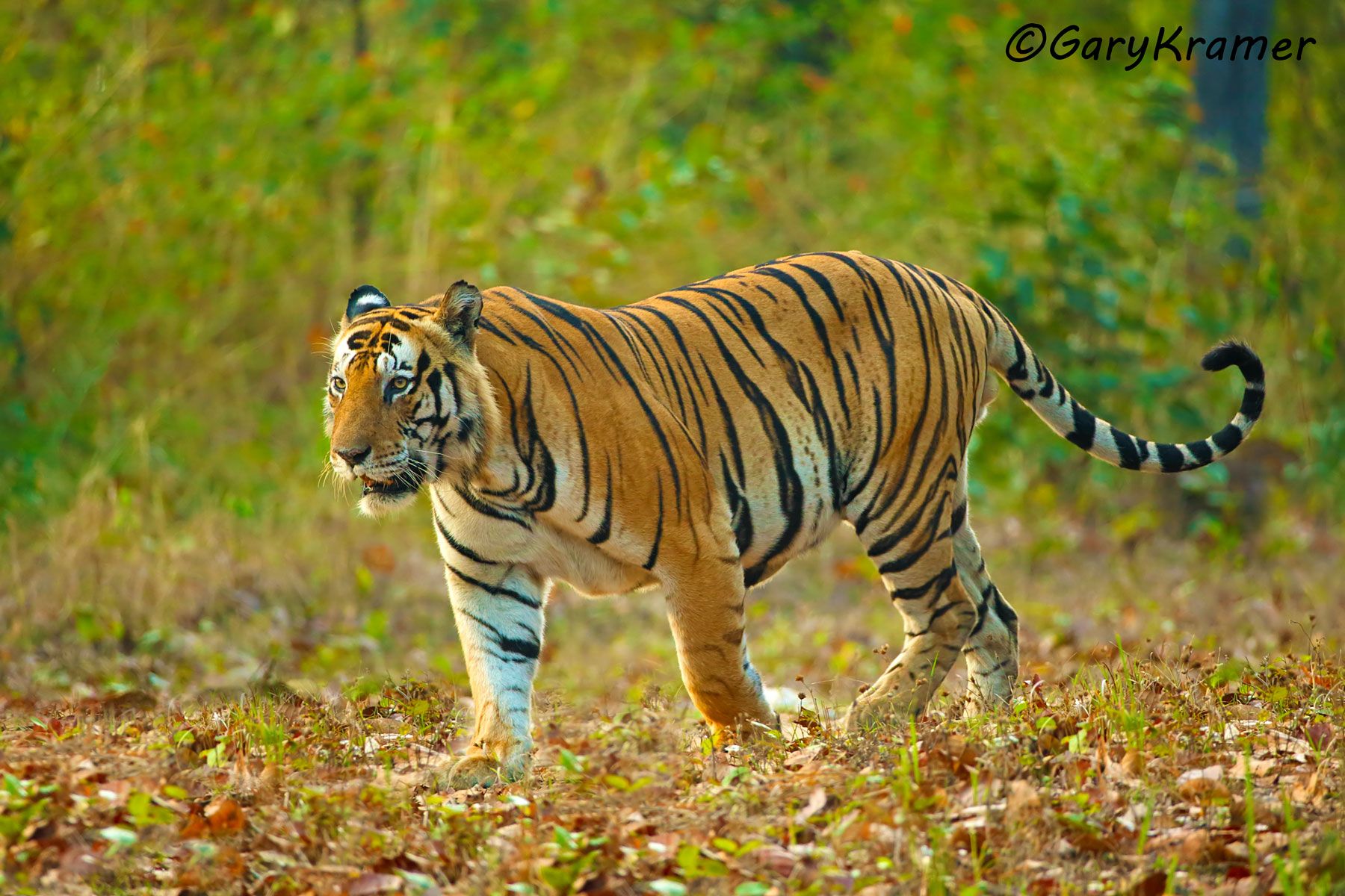 Tiger (Bengal) (Panthera tigrus tigrus) - AMTb#382d