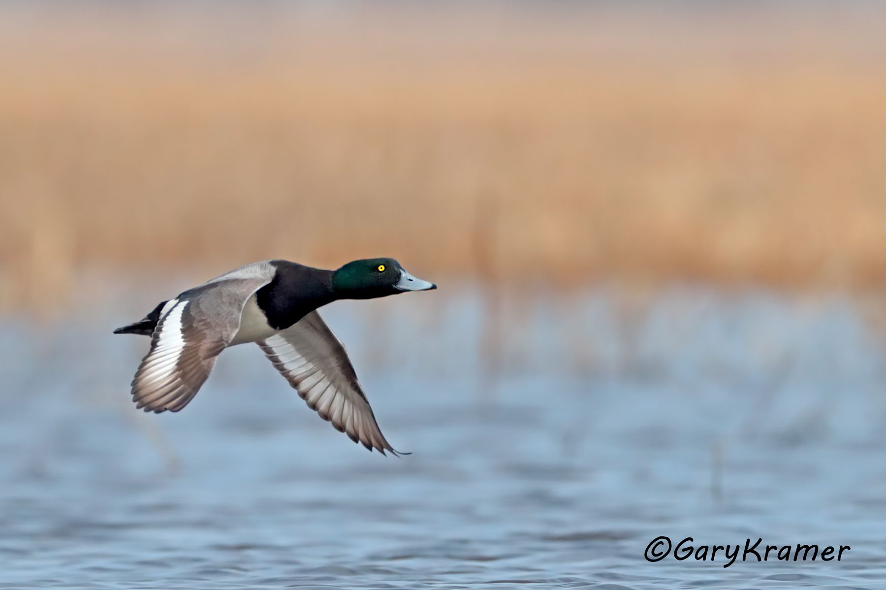 Greater Scaup (Aythya marila) - NBWSga#1423dy