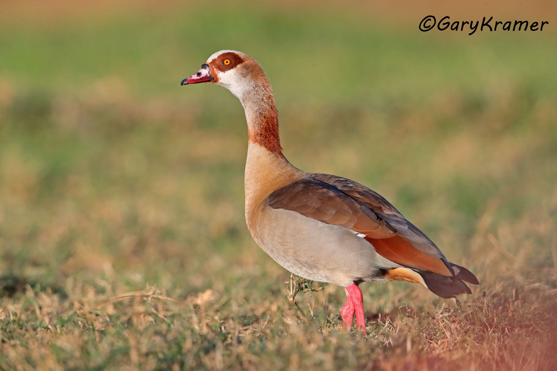 Egyptian Goose (Alopochen aegyptiacus)  Egyptian Goose (Alopochen aegyptiacus) - ABWGe#131d (South Africa)