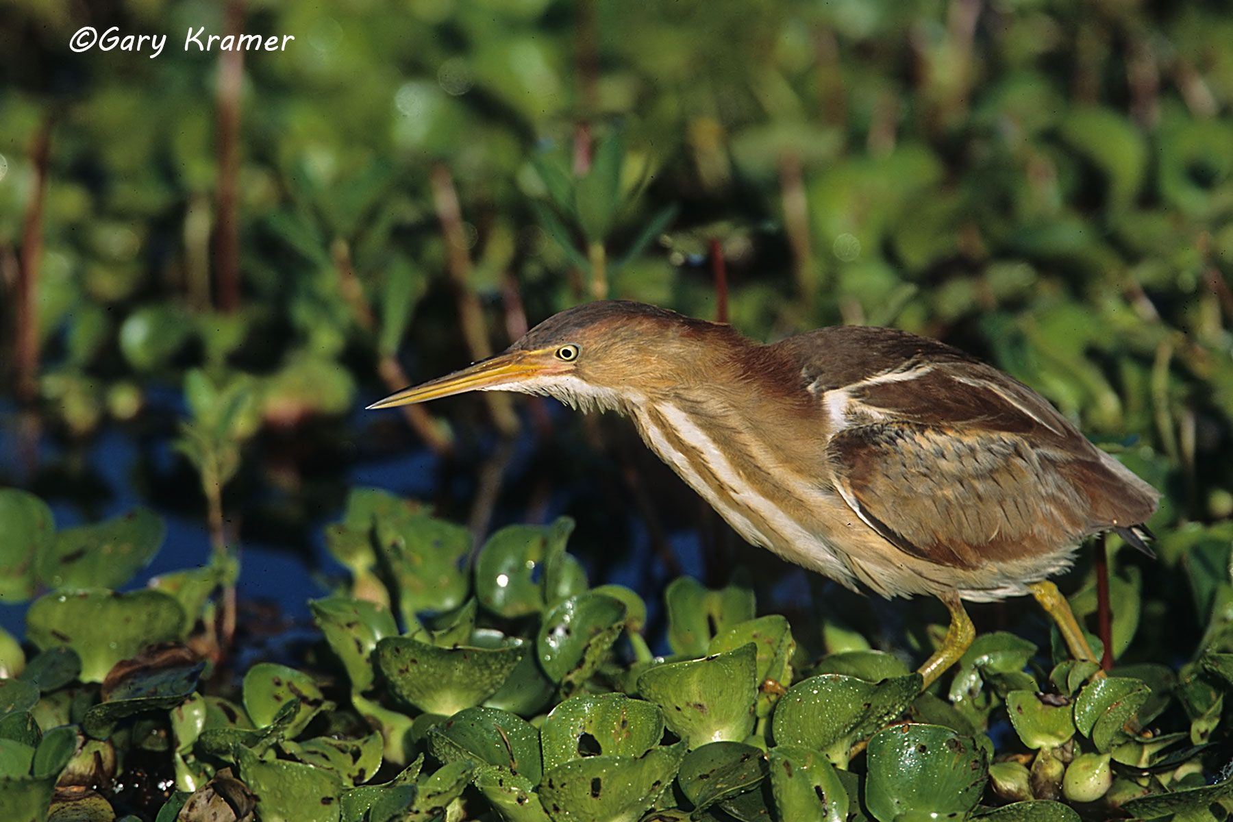 Least Bittern (Ixobrychus exilis) Least Bittern (Ixobrychus exilis) - NBHBl#021