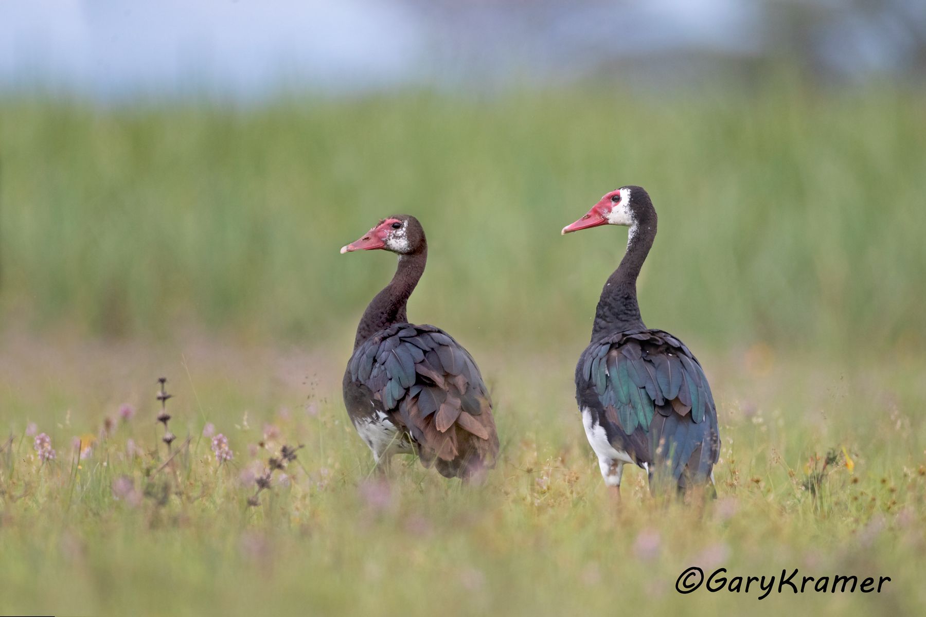 Spur-winged Goose (Plectropterus gambensis)  Spur-winged Goose (Plectropterus gambensis) - ABWG#200d(2) (Kenya)