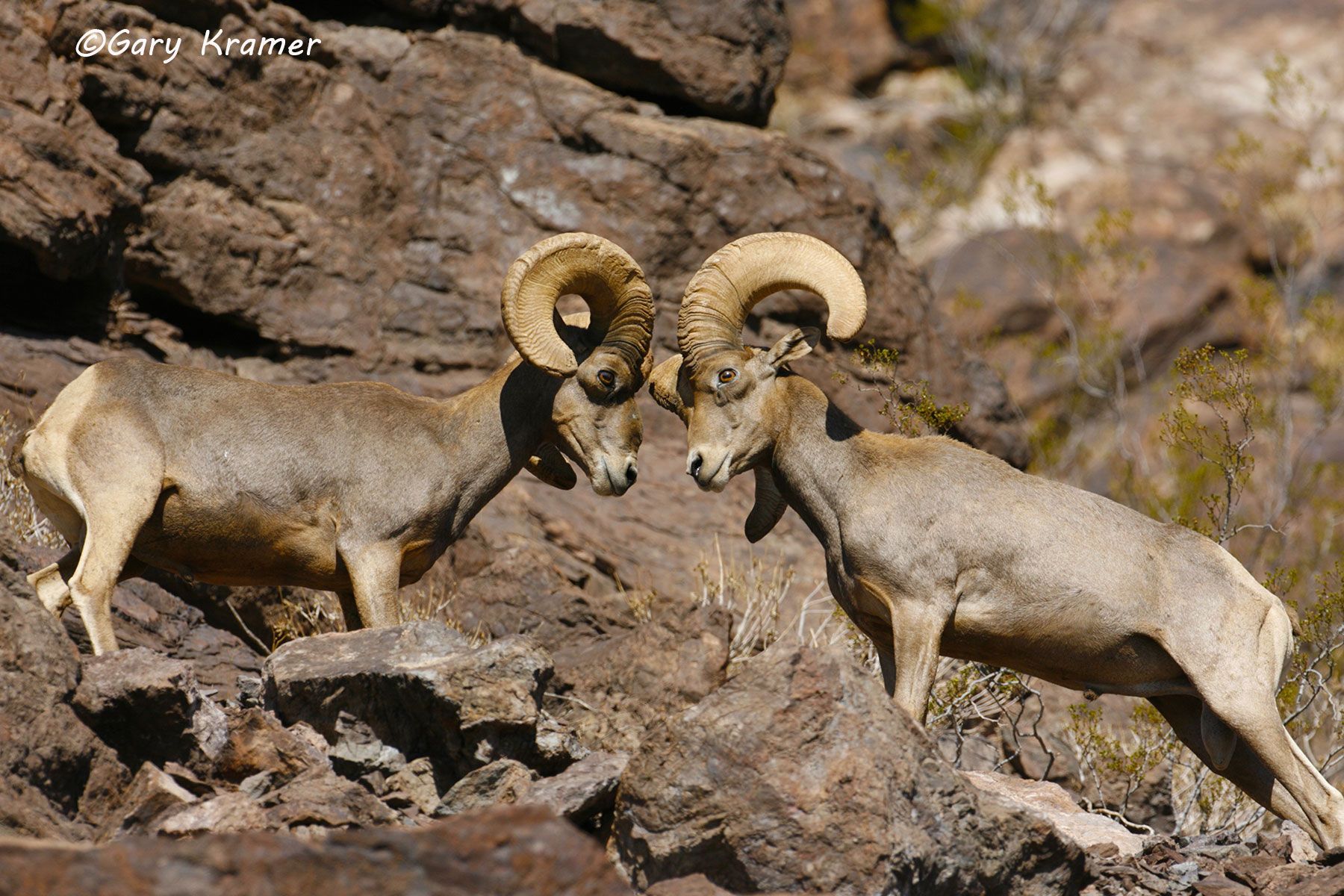 Desert Bighorn (Ovis canadensis nelsoni) by GaryKramer.net, 530-934-3873, gkramer@cwo.com Desert Bighorn (Ovis canadensis nelsoni) - NMSBd#796d