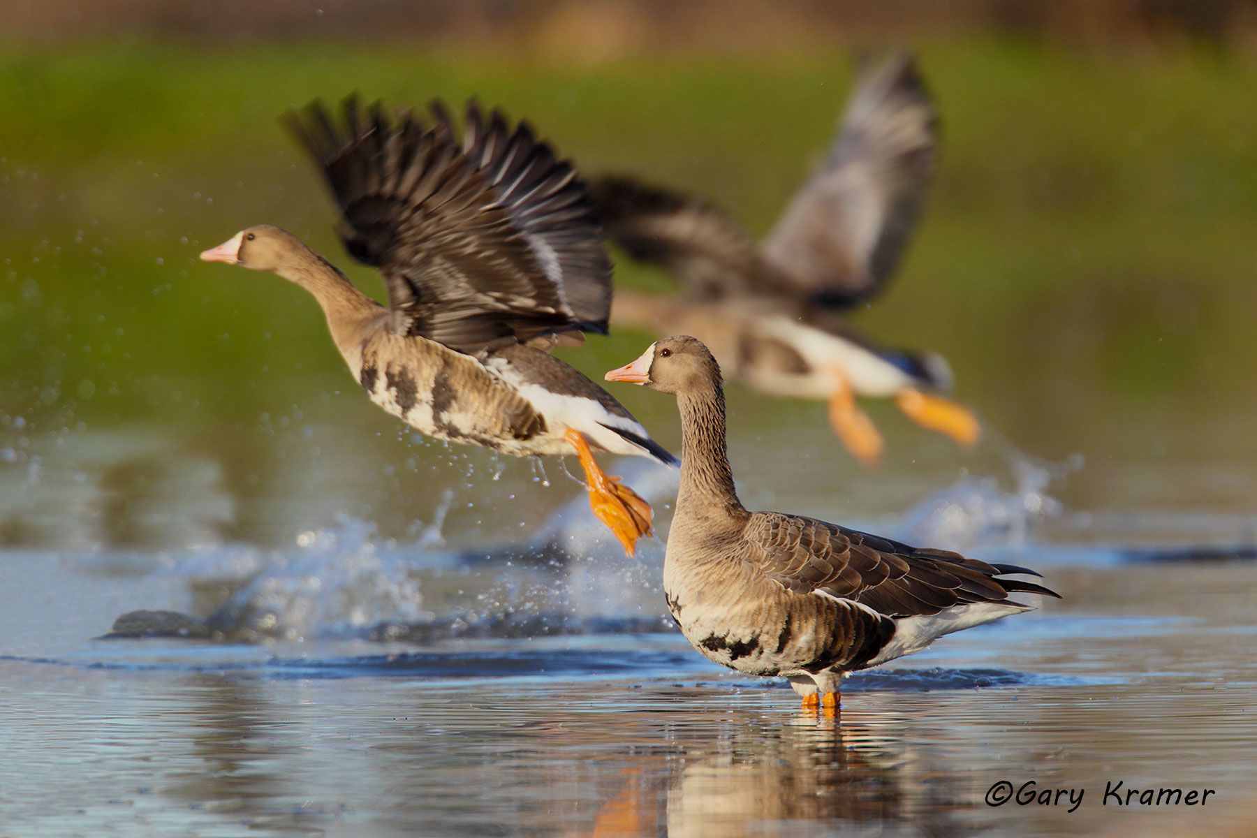 White-fronted Goose (Anser albifrons) - NBWWf#925d