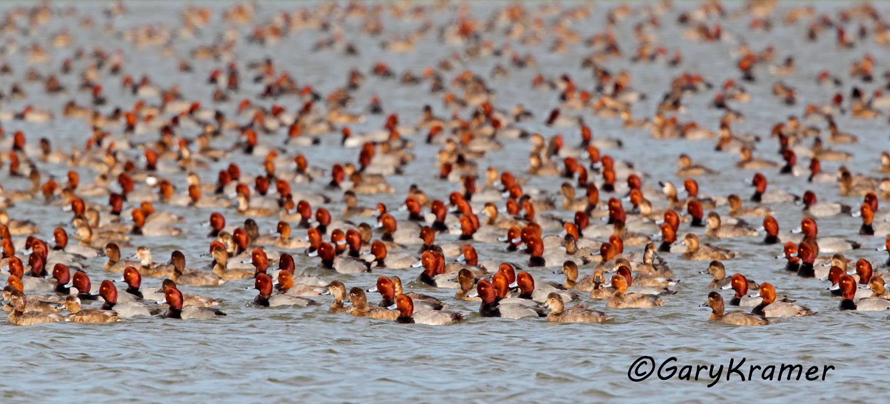Redhead (Aythya americana) Redhead (Aythya americana) - NBWR#508d(P2)