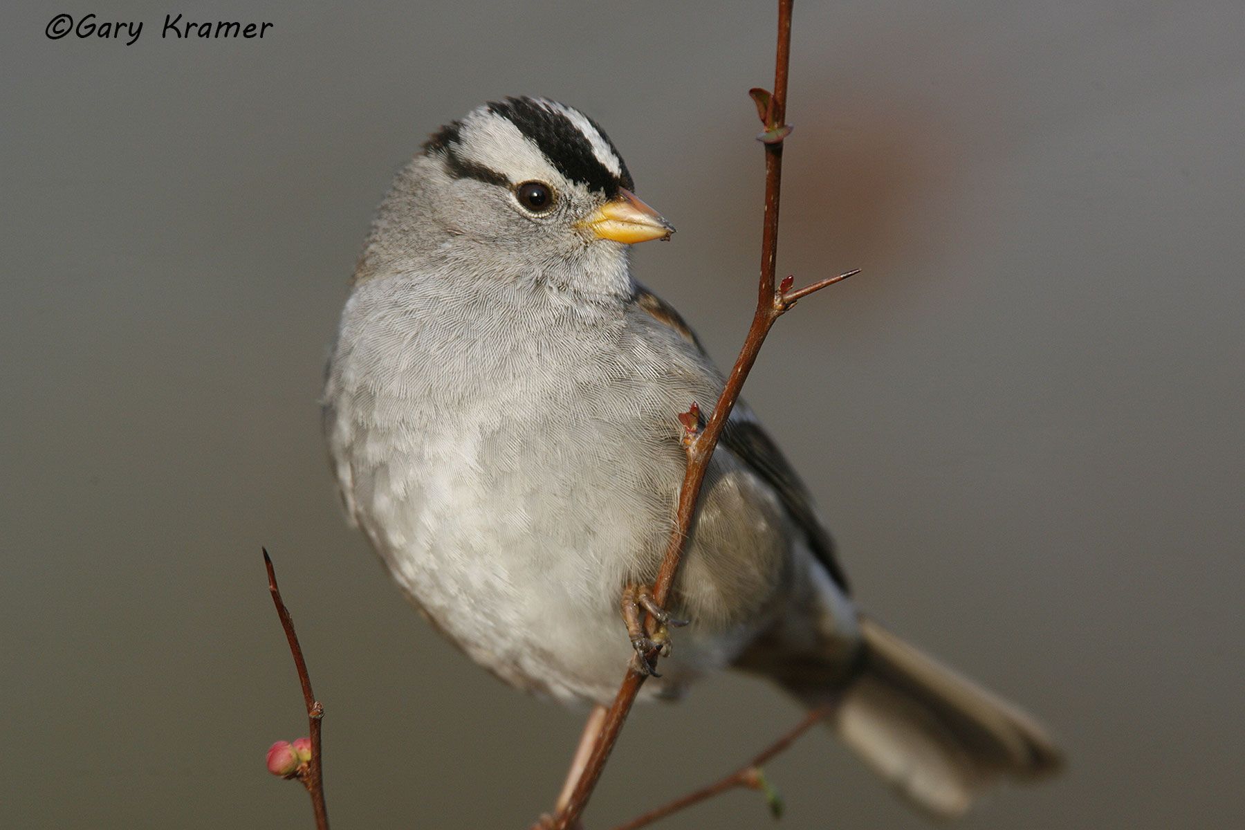 White-crowned Sparrow (Zonotrichia leucophrys) White-crowned Sparrow (Zonotrichia leucophrys) - NBTSw#113d