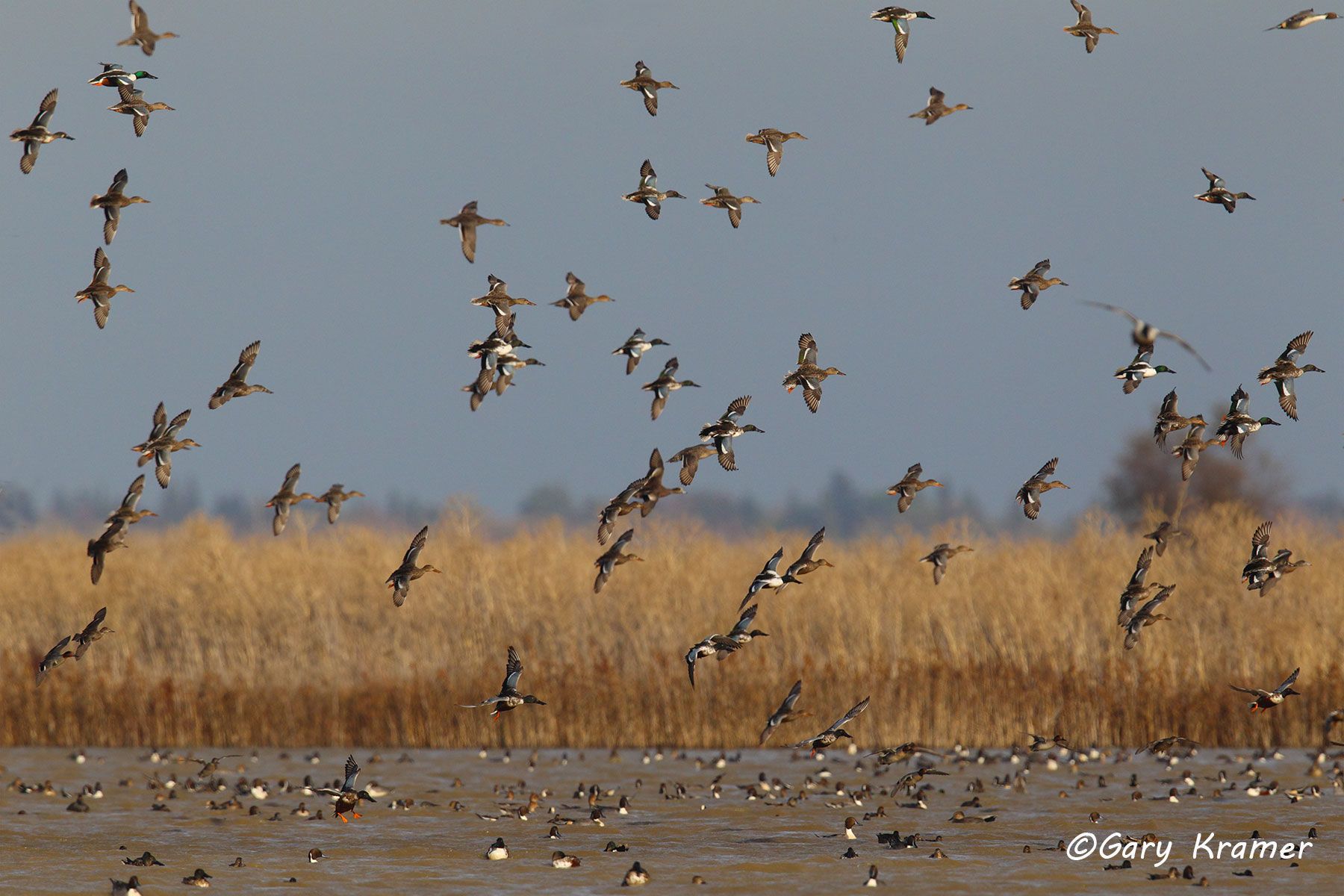 Northern Shoveler/Northern Pintail/Green-wing Teal/American Wigeon/Gadwall Northern Shoveler/Northern Pintail/Green-wing Teal/American Wigeon/Gadwall - NBWX#988d