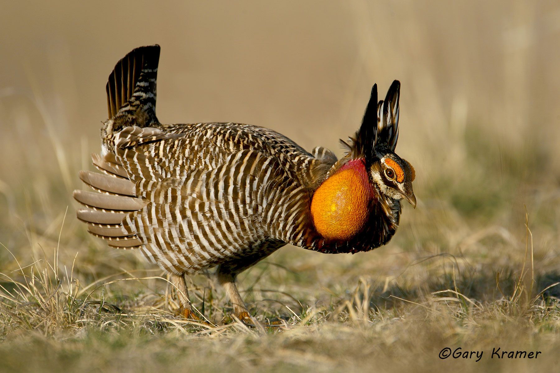 Prairie Chicken - Gary Kramer Photographer / Writer