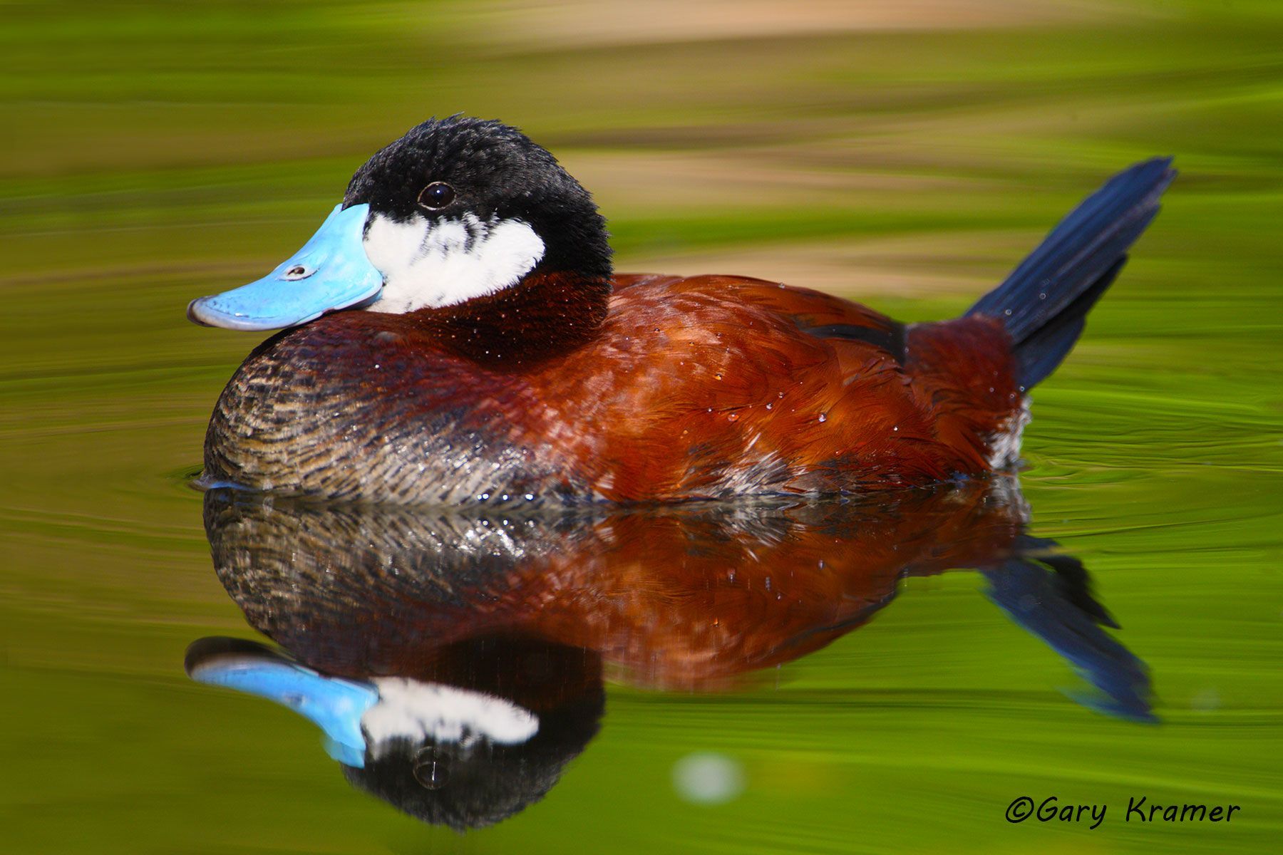 Ruddy Duck (spring) (Oxyura jamaicensis) Ruddy Duck (spring) (Oxyura jamaicensis) - NBWRs#352d