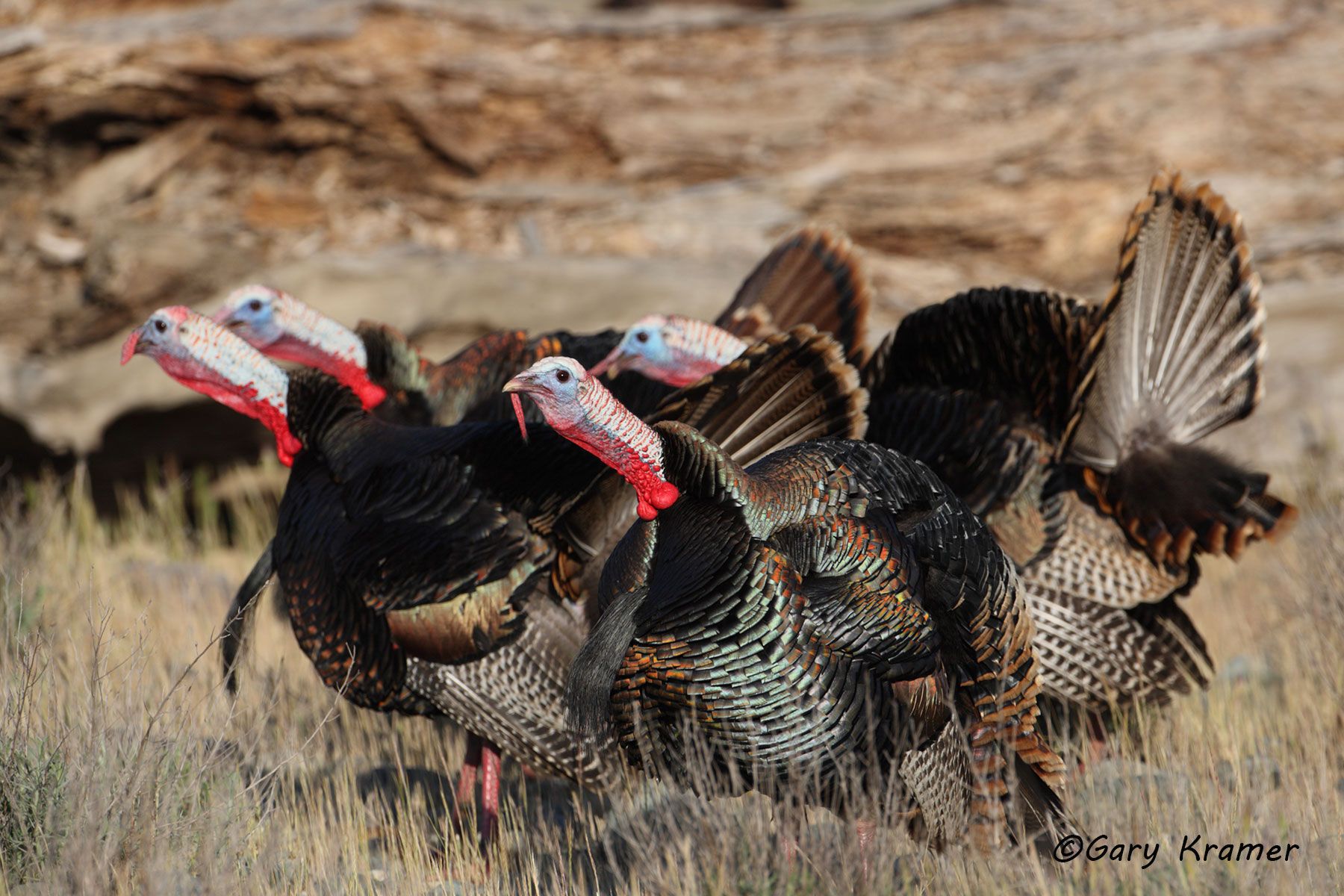 Wild Turkey (Rio Grande) (Meleagris gallopavo intermedia) by GaryKramer.net, 530-934-3873, gkramer@cwo.com Wild Turkey (Rio Grande) (Meleagris gallopavo intermedia) - NBGTr#1262d
