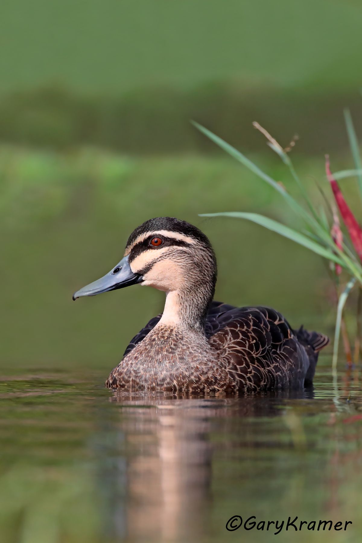 Pacific Black Duck (Anas superciliosa)  Pacific Black Duck (Anas superciliosa) - OBWB#330d(2)