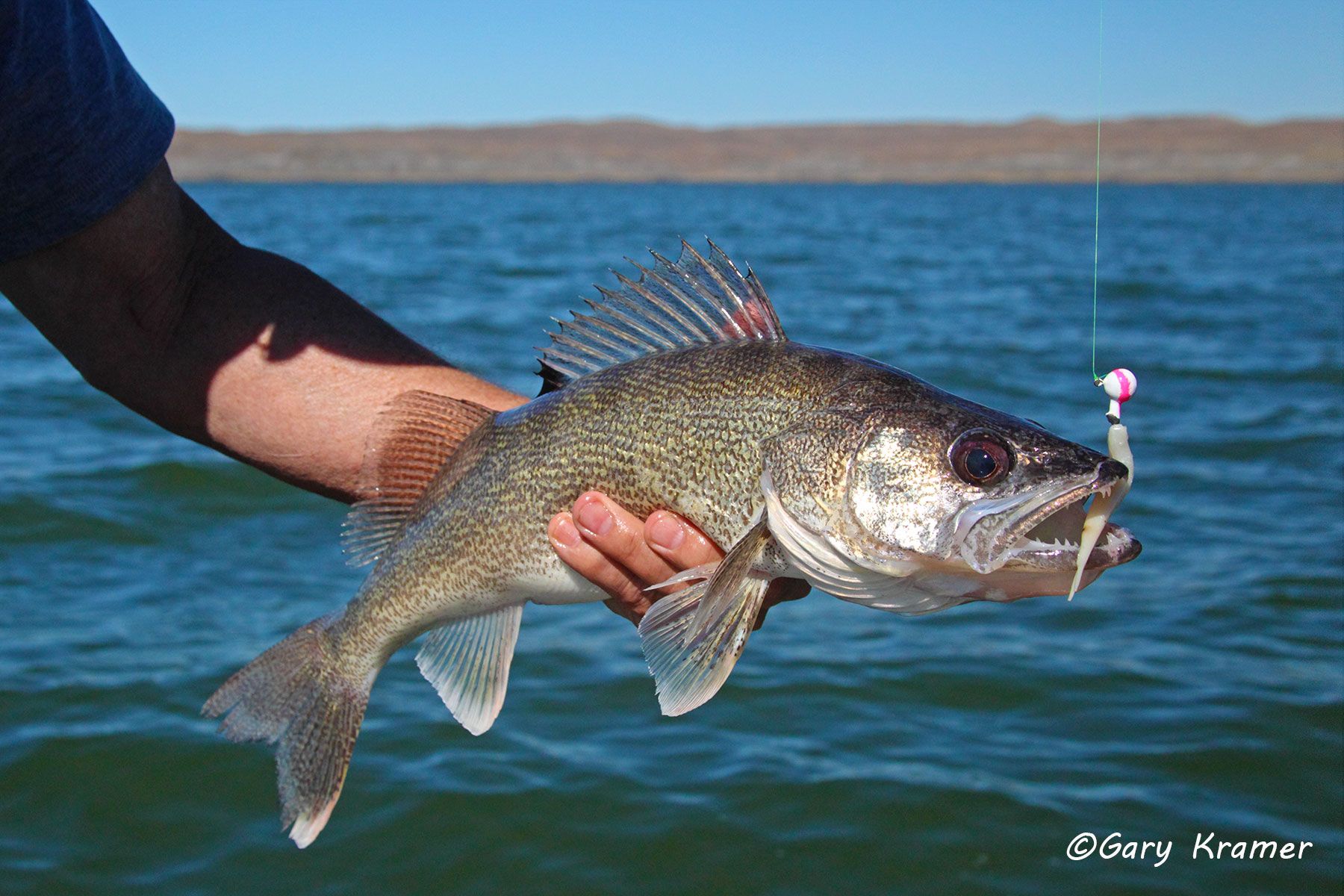 Walleye (Stizostedion nitreum) - NFFW#055d