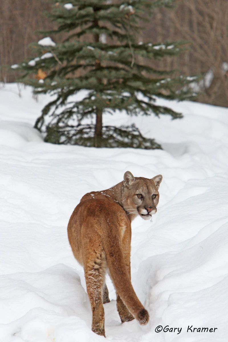 Mountain Lion (Cougar) (Felis concolor) by GaryKramer.net, 530-934-3873, gkramer@cwo.com Mountain Lion (Cougar) (Felis concolor) - NMCM#260d