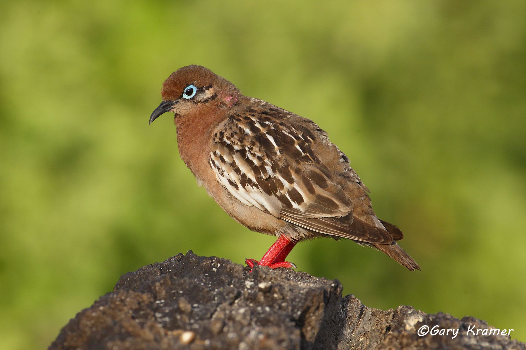 Galapagos Dove (Zenaida galapagoensis) - SBDg#018d.jpg