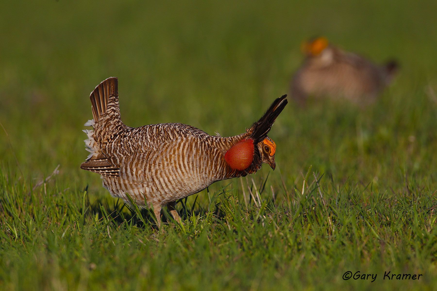 Lesser Prairie Chicken (Tympanchus pallidicinctus) - NBGCl#1324d