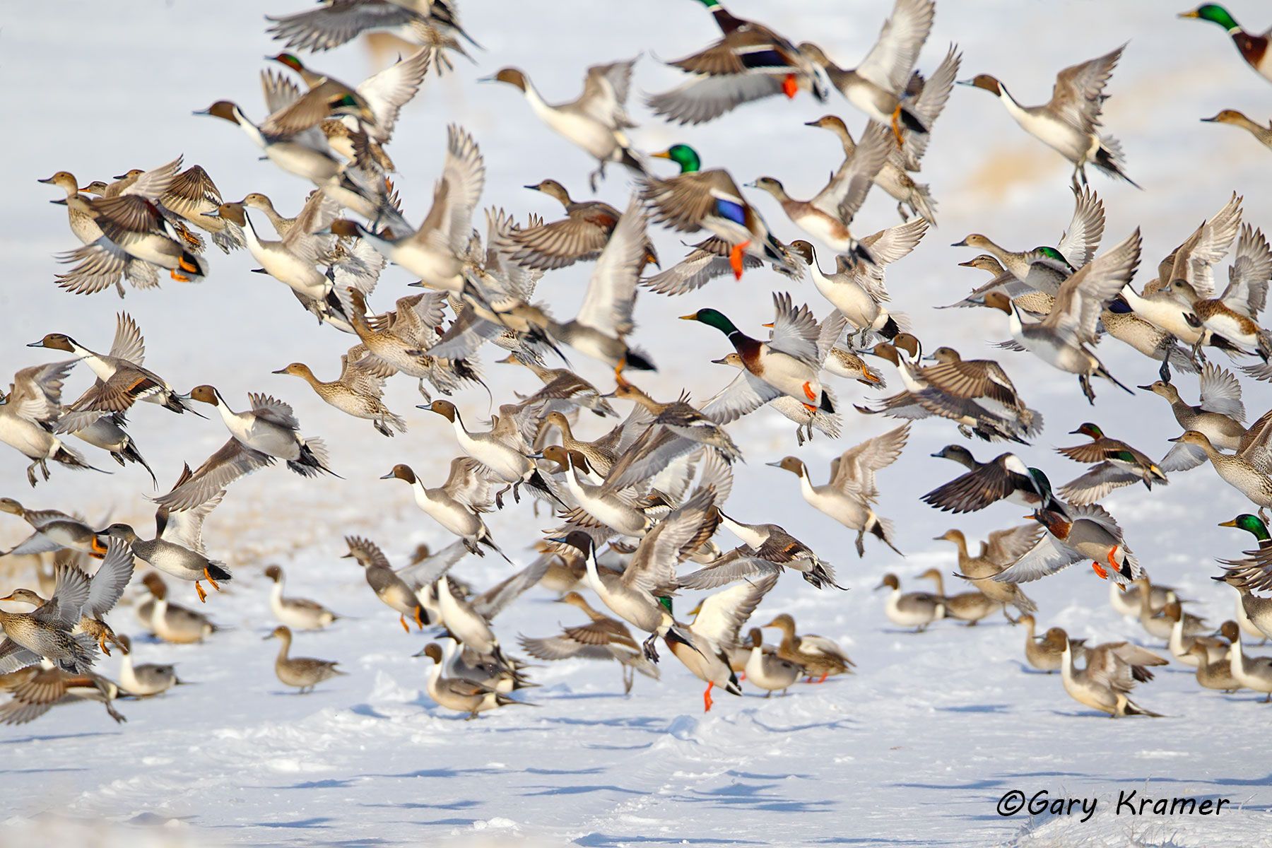 Northern Pintail/Mallard/American Wigeon/Gadwall/GW Teal Northern Pintail/Mallard/American Wigeon/Gadwall/Green-winged Teal - NBWX#1167d