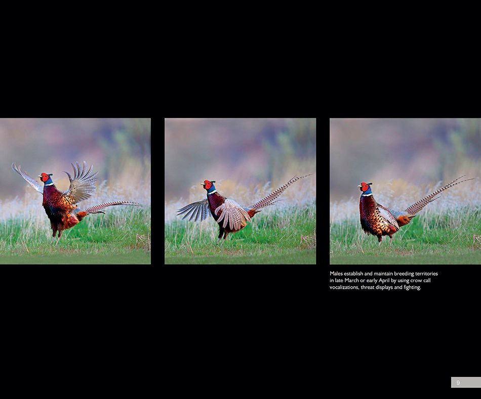 Game Birds A Celebration of Northe American Upland Bird Gary Kramer