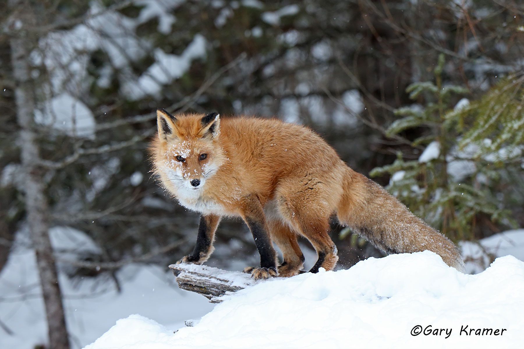 Red Fox (Vulpes fulva) - NMFr#932d