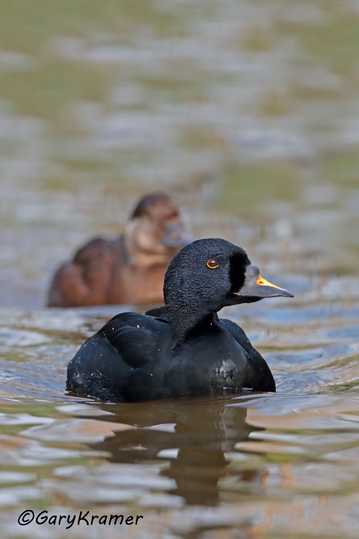 Common Scoter (Mellanita nigra)  Common Scoter (Mellanita nigra) - EBWSn#005d(2)