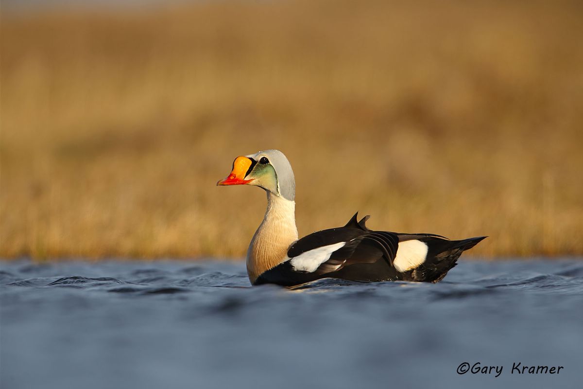 A Ducks Unlimited Guide to Hunting Diving & Sea Ducks - Gary Kramer  Photographer / Writer