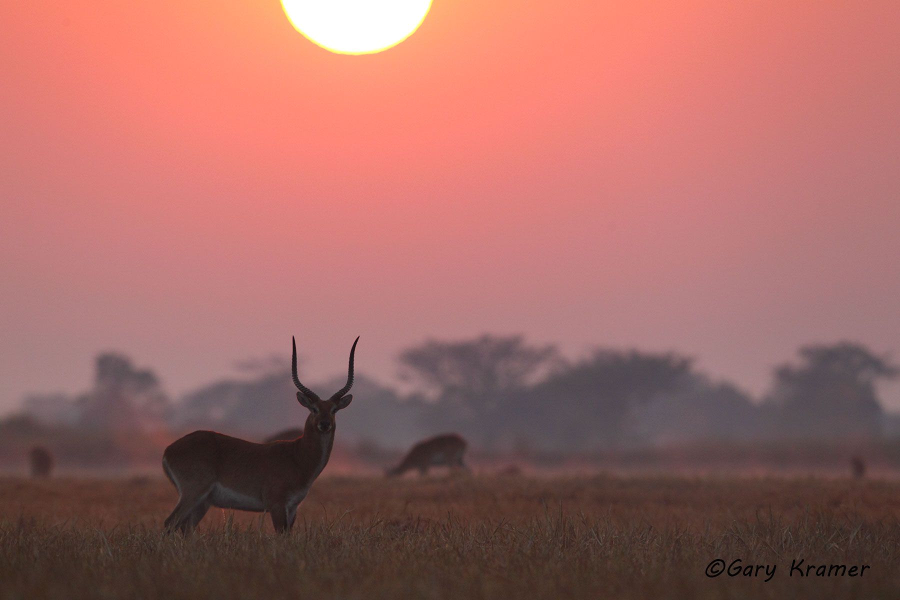 Red Lechwe (Kobus leche) Red Lechwe (Kobus leche) - AMUL#180d