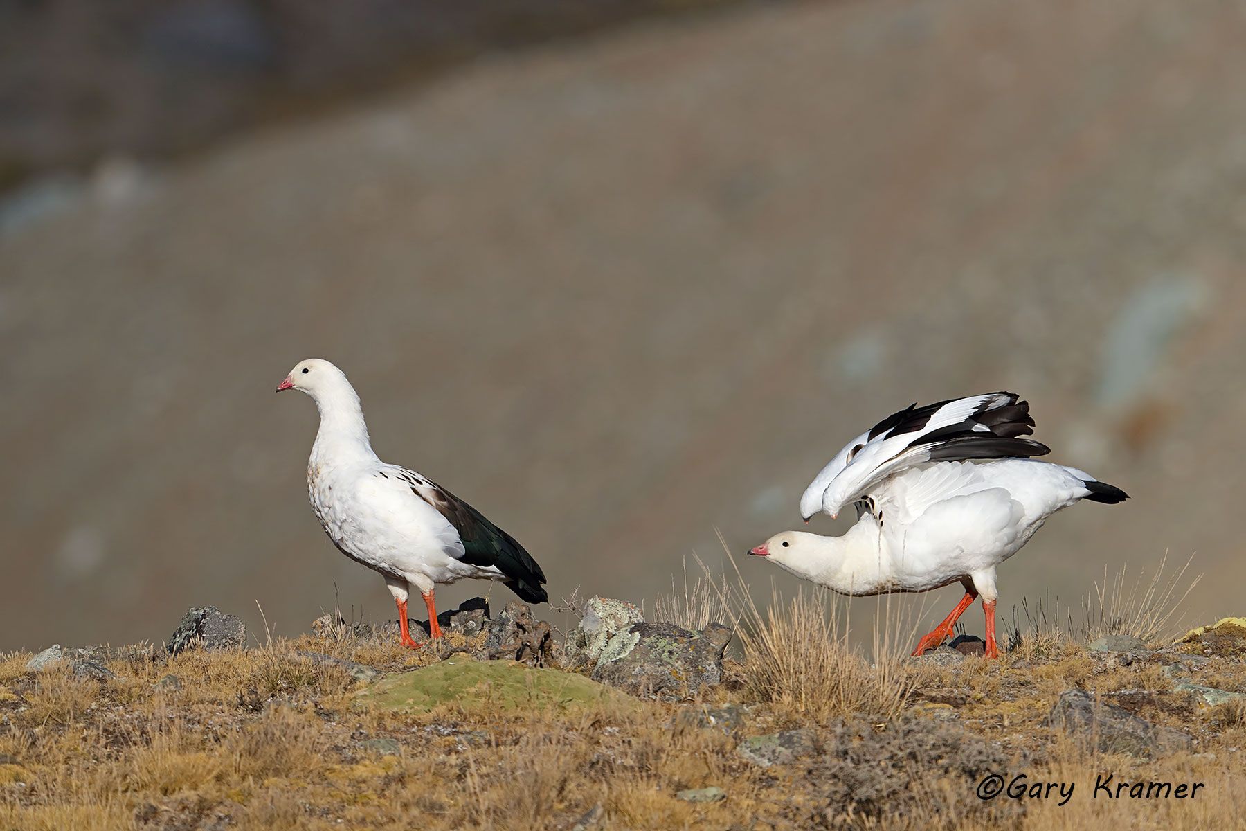 Andean Goose (Chloephaga melanoptera) - SBWGn#043d (Peru)