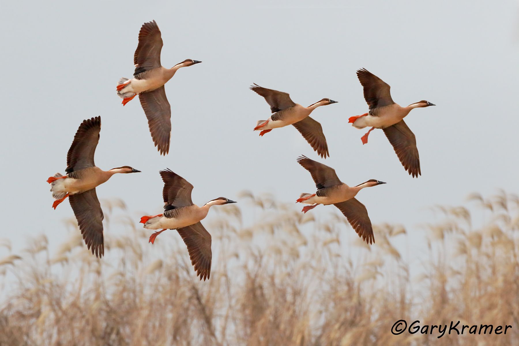 Swan Goose (Anser cygnoides)  Swan Goose (Anser cygnoides) - EBWGs#228d(2)