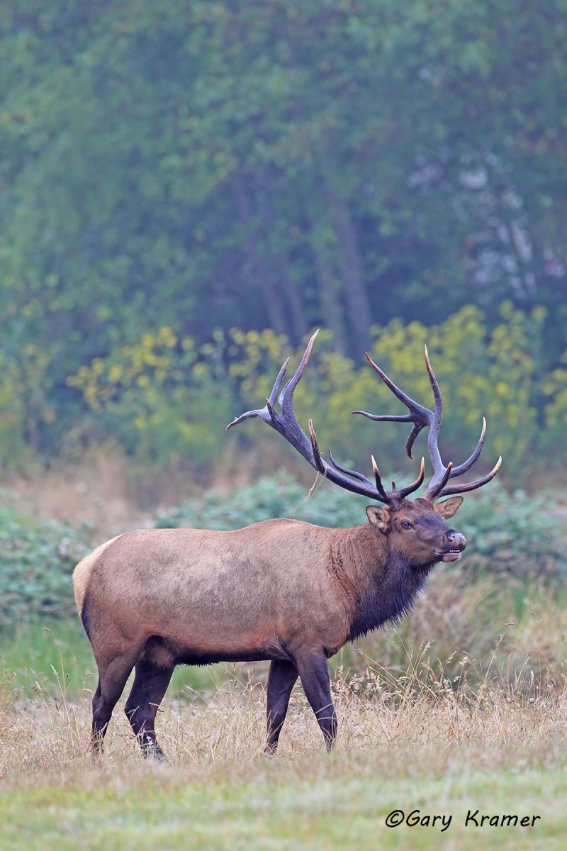 Roosevelt's Elk (Cervus elaphus roosevelti) - NMERo#314d