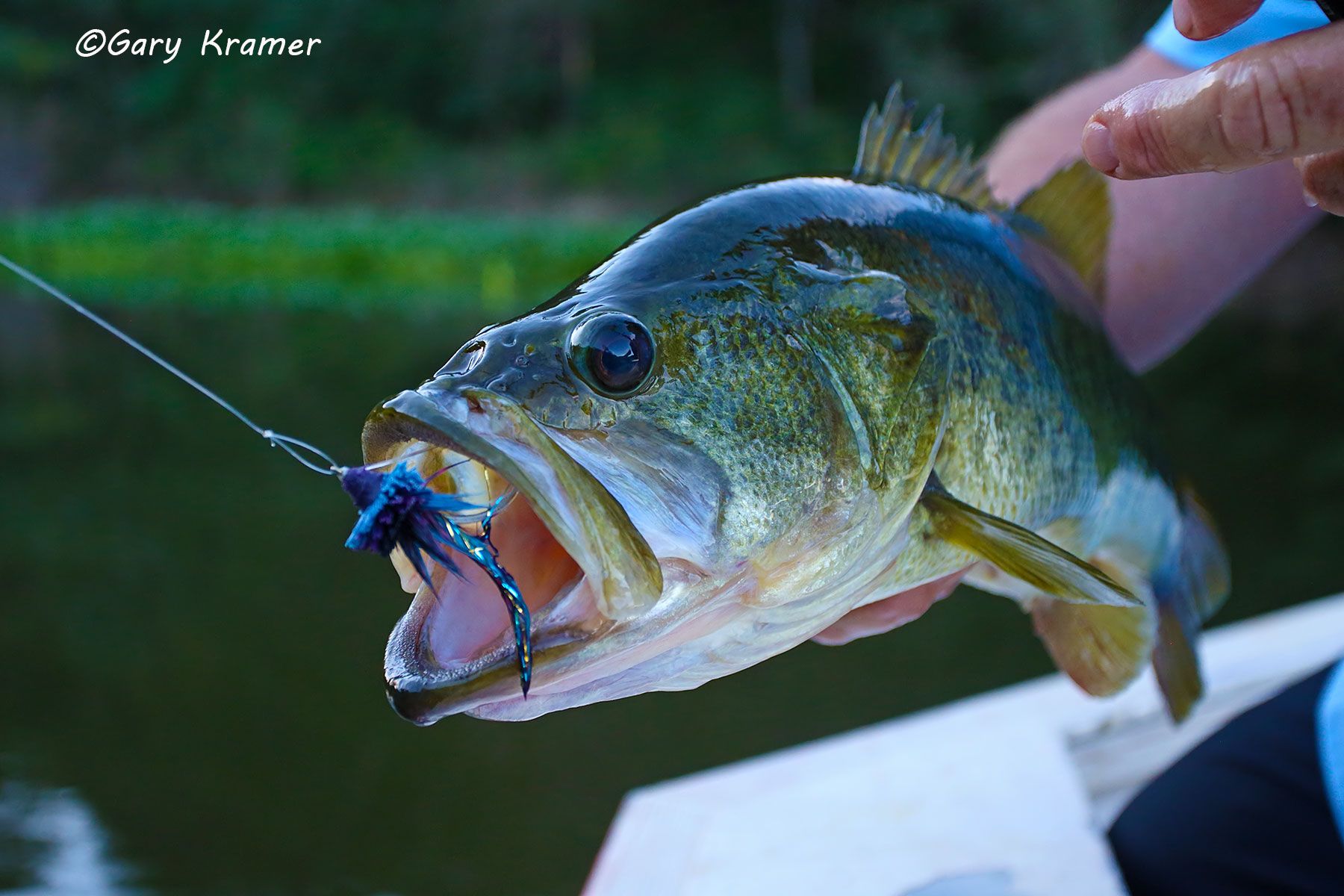 Largemouth Bass/deerhair popper - NFFBft#004d