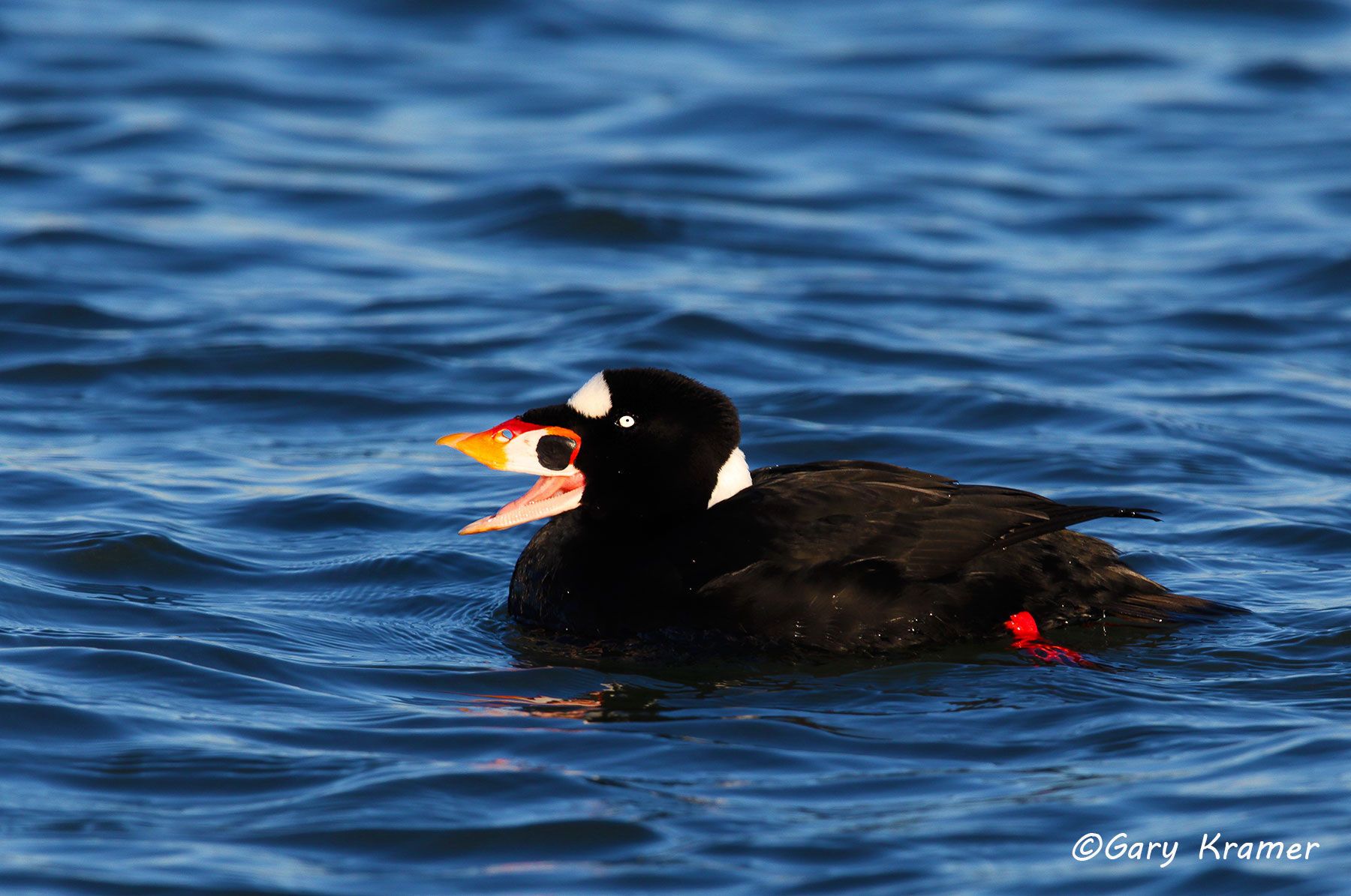 Surf Scoter (Melanitta perspicillata) - NBWSs#310d