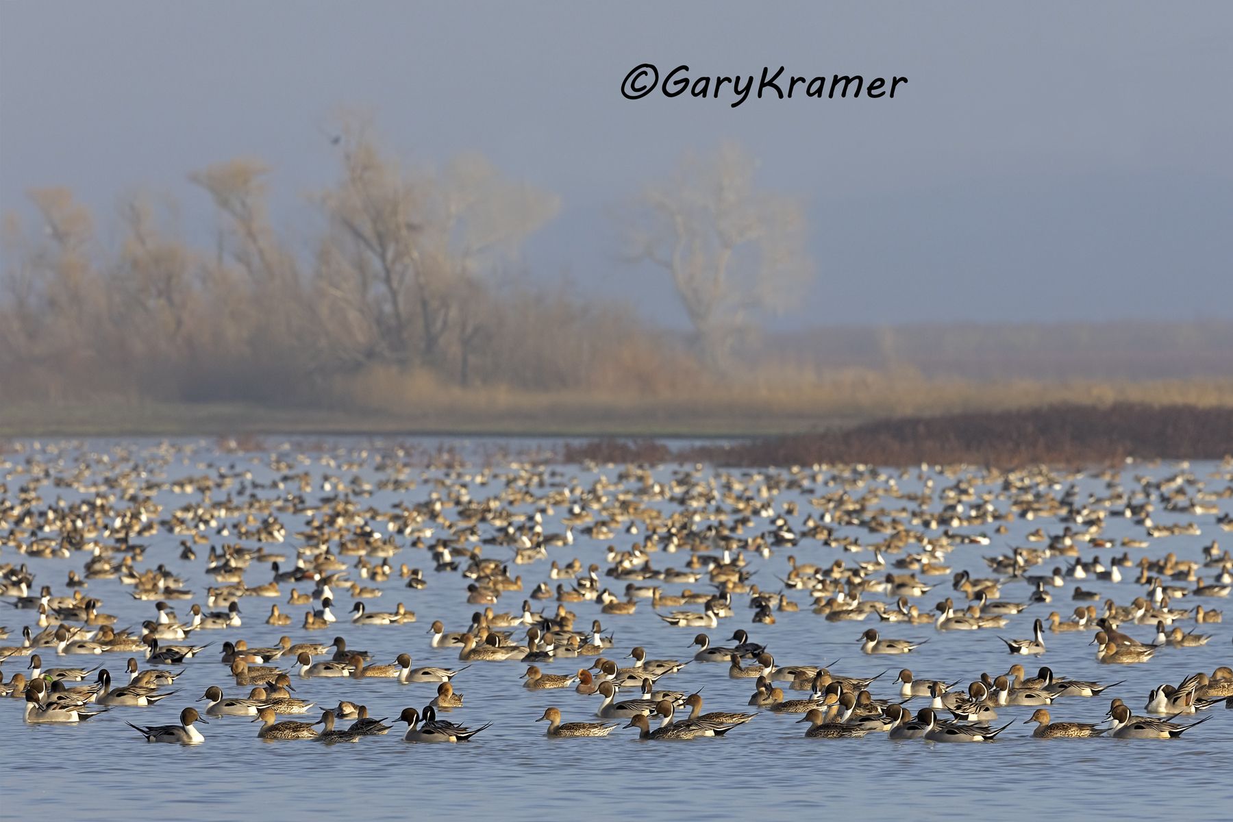 Northern Pintail/American Wigeon/Eurasian Wigeon - NBWX#2788d