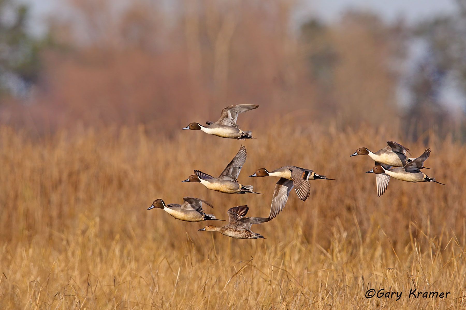 Northern Pintail (Anas acuta)  - NBWP#5606d