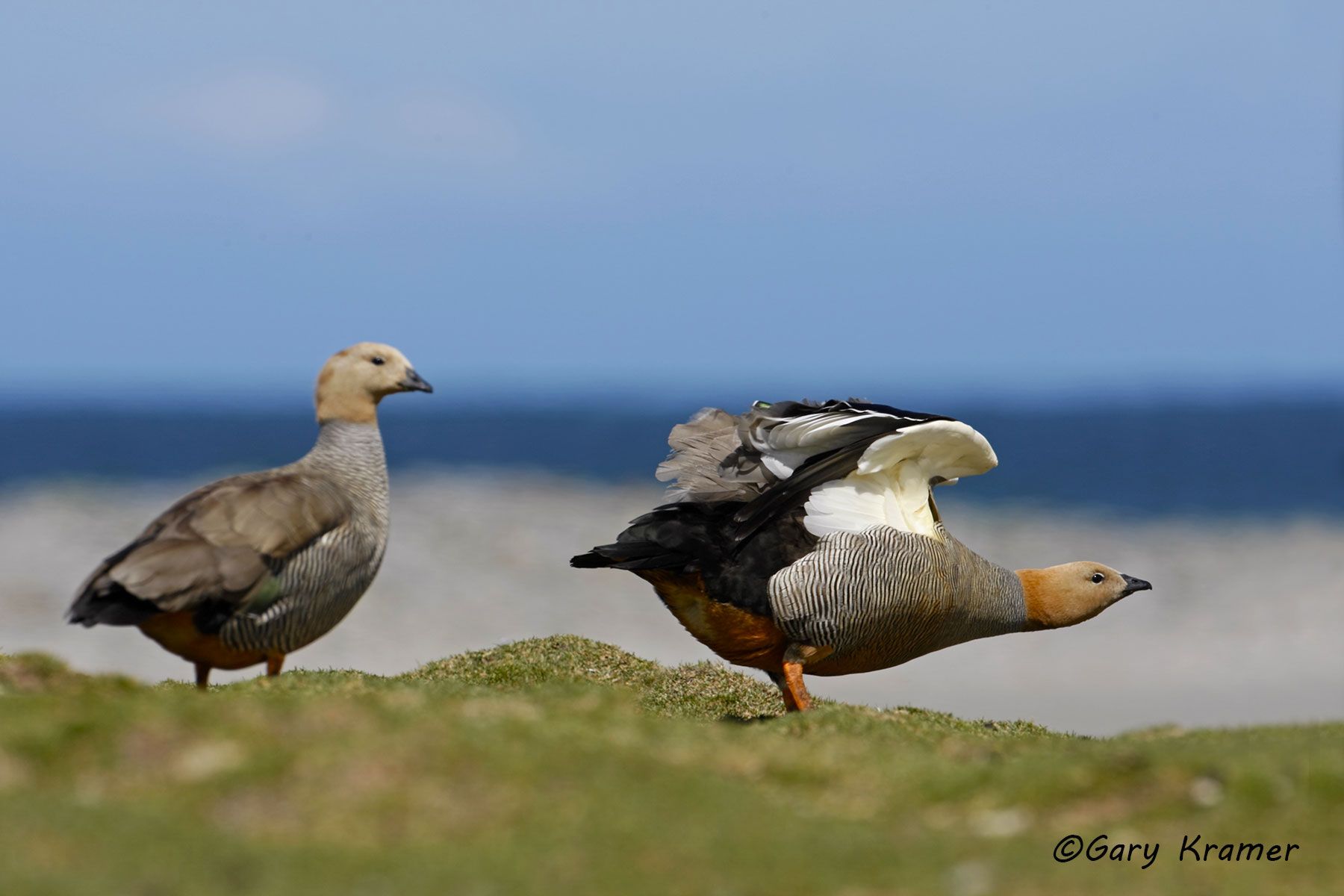 Ruddy-headed Goose (Chloephaga rubidiceps) Falkland Islands - SBWGr#107d